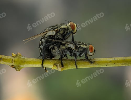 Preview: Fly mating on a green tree branch in the wild, closeup of photo