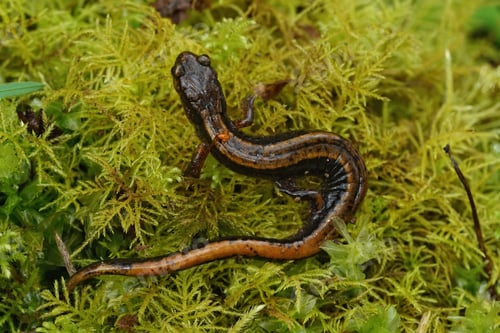 Preview: Closeup shot of a western red-backed salamander (Plethodon vehiculum)