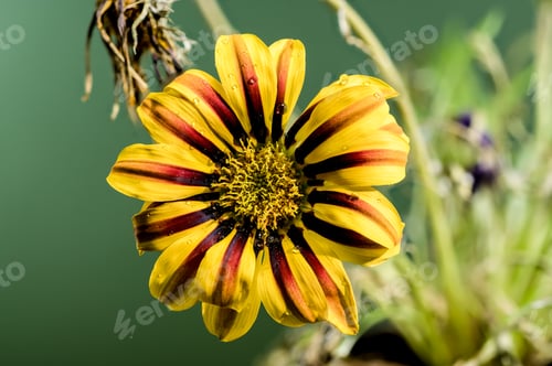 Preview: Blooming yellow Gazania on a green background