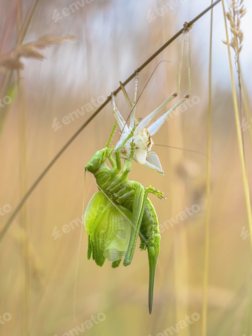Preview: Great green bush-cricket molting