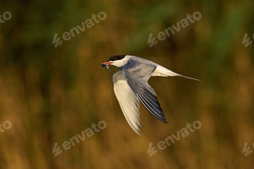 Preview: Common tern (Sterna hirundo)