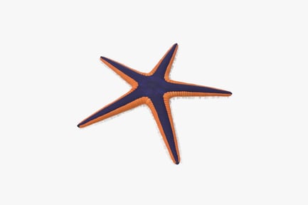 Preview: Six-armed starfish with varied arm morphology