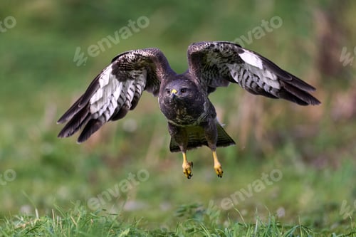 Preview: Common buzzard (Buteo buteo)