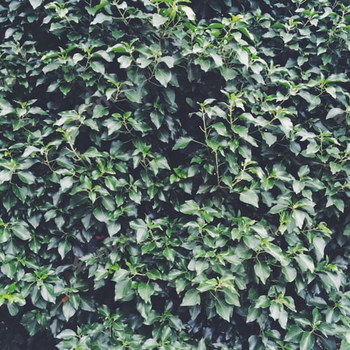 Preview: nature