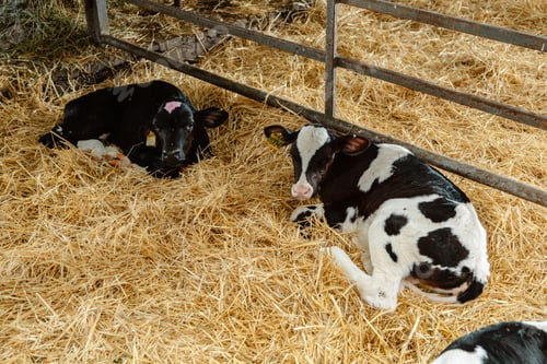 Preview: Portrait of a cow calf on a farm