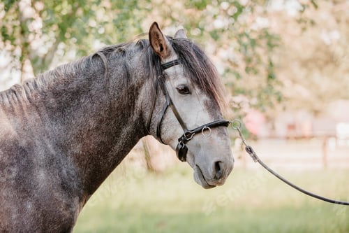 Preview: Beautiful horse portrait in motion in the stallion. Equine. Countryside. Equestrian