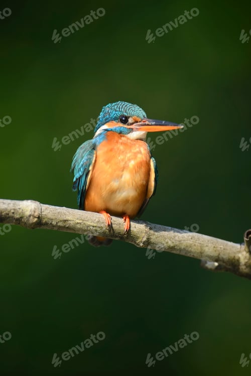 Vorschau: Blauer Eisvogel