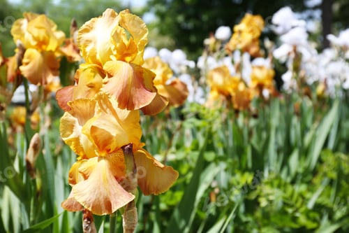 Preview: Beautiful bright iris in garden, closeup with space for text. Spring flowers