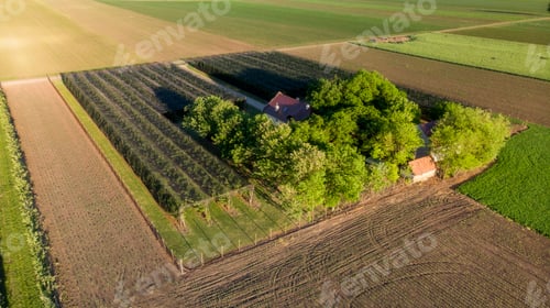 Preview: Ripe apples in an small orchard farm ready for harvesting, covered with protecting net