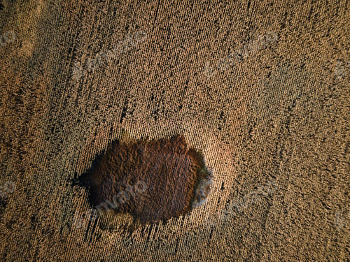 Preview: Aerial View of a Dried Cornfield in Late Afternoon Light