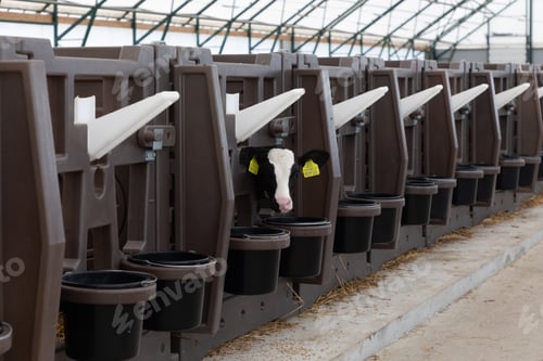 Preview: places for keeping newborn calves on a modern farm
