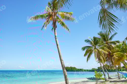 Preview: Beautiful beach with coconut trees on Malapascua Island, Philippines.