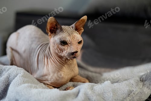 Preview: Cute sphynx cat indoors. Friendly pet
