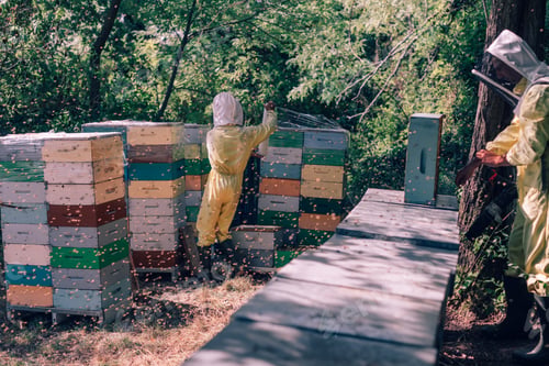 Preview: Beekeepers tending colorful beehives in a lush outdoor environment