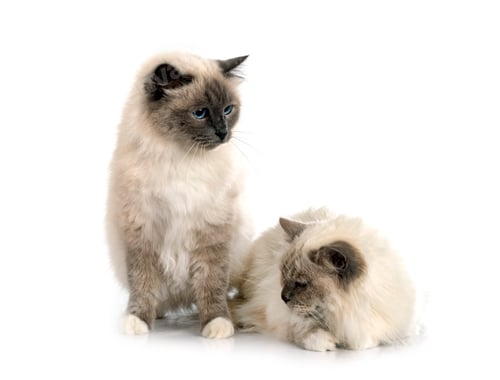 Preview: birman cats in studio