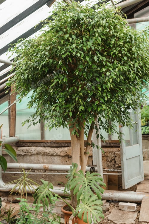 Preview: Greenhouse with a large variety of green plants. The concept of planting crops in spring.