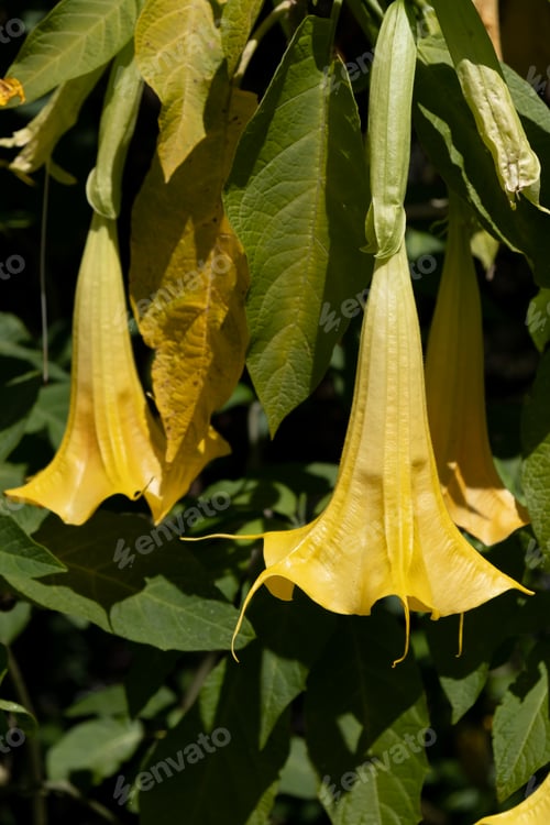 Preview: Angel's trumpets or Brugmansia, genus of seven species of flowering plants in the family Solanaceae