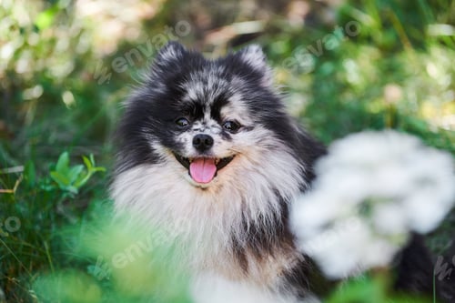 Preview: Pomeranian Spitz dog close up portrait, green garden background