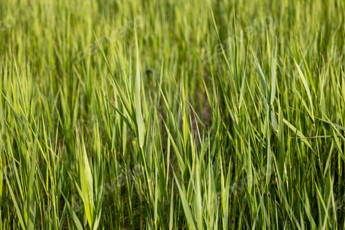Preview: Cat in tall green grass, exploring surroundings