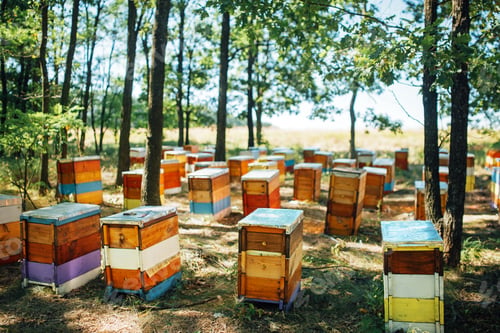 Preview: Colorful wooden beehives on forest apiary.