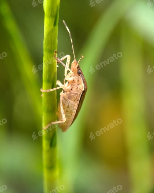 Preview: Shield Bug Resting on Bright Green Stem