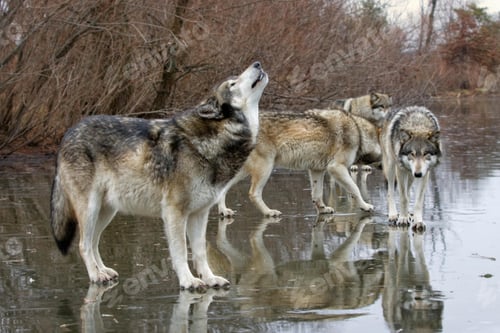 Preview: wolf, pack, togetherness, group, wilderness