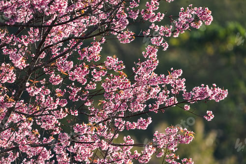 Preview: beautiful blossom flower tree in pink color, spring winter season with colorful pink and red flower