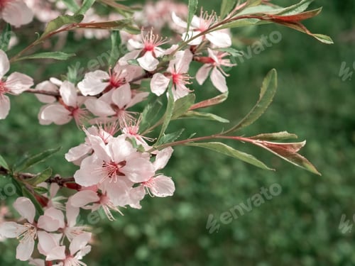 Preview: Spring flowering of cherry and apple trees