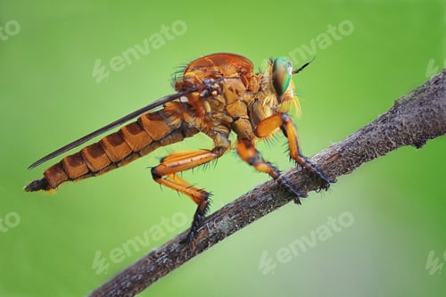 Preview: Macro closeup insect