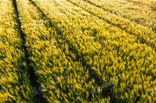 Preview: Green field in rural area. Landscape of agricultural cereal fields