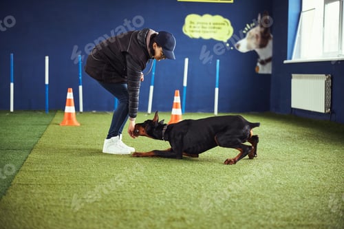 Woman training her dog to lay down indoor