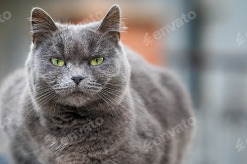 Preview: Closeup portrait of serious grey furry cat