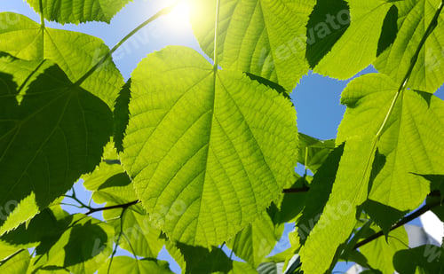 Preview: Fresh green leaves of spring linden tree lit by sunlight