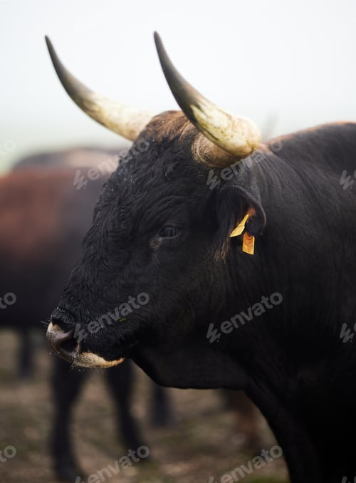 Preview: Cows in the fog in Bavaria Germany