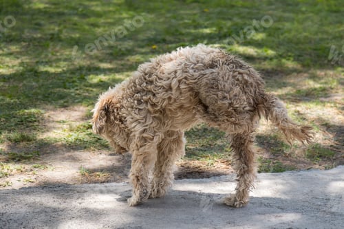 Preview: Fluffy Dog Exploring the Outdoors on a Sunny Day in the Park