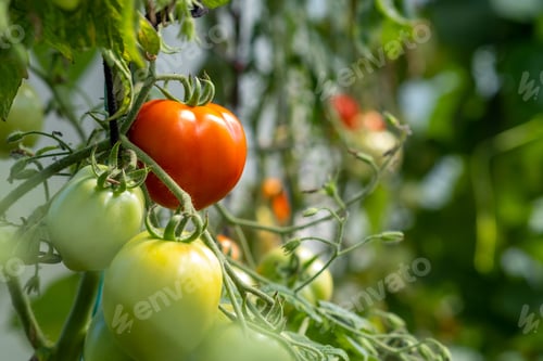 Preview: Red, ripe and green large tomatoes on a bush in a greenhouse.