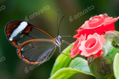 Preview: Glasswing Butterfly