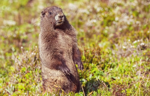 Preview: Marmot