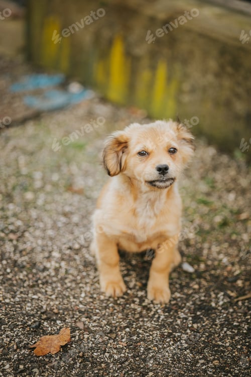 Preview: Closeup of an adorable baby Golden Retriever