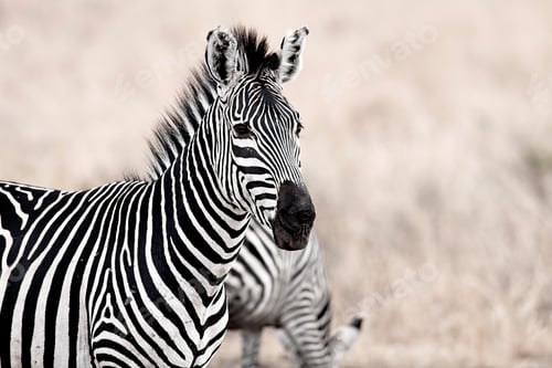 Preview: African Zebra