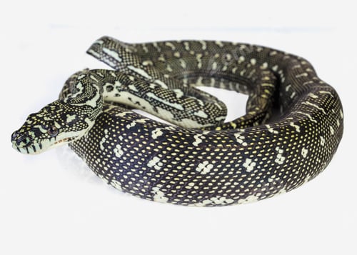 Diamond Python Coiled on White Background