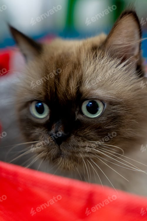 Preview: Persian Cat After Haircut Sitting Adorably in a Red Box.