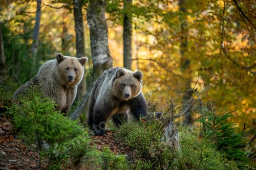 Preview: Brown bear in autumn forest