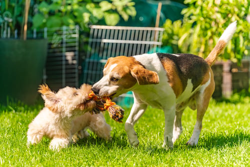 Preview: Energetic Tug-of-War Between Beagle and Maltipoo Puppy