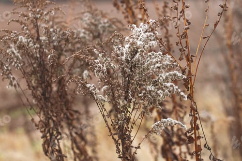 Preview: Dry soft flowers in the field on beige background