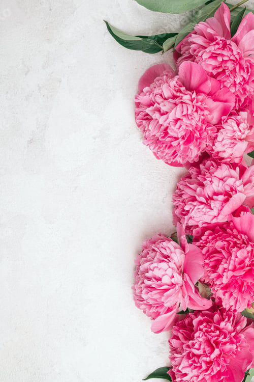 Preview: Pink peony flowers on white background, flat lay, top view. Floral, spring, greeting card