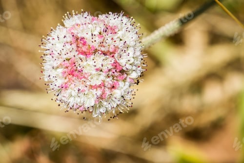 Preview: Seaside Buckwheat wildflower
