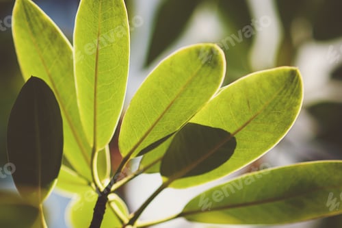 Preview: Rhododendron leaves in spring garden, sunlight and shadows