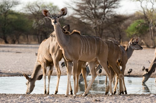 Preview: Greater kudu (Tragelaphus strepsiceros), at waterhole, Kalahari, Botswana, Africa