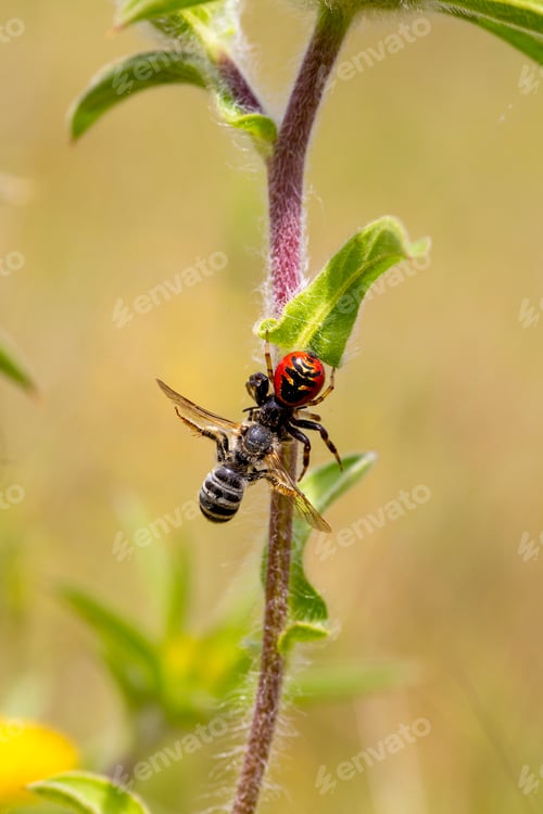 Preview: In the wild nature, the spider hunted the bee.